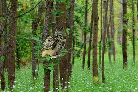 spring-forest-adventure-game-hf